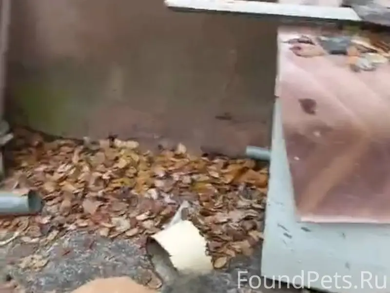 Пропали две собаки в районе д...