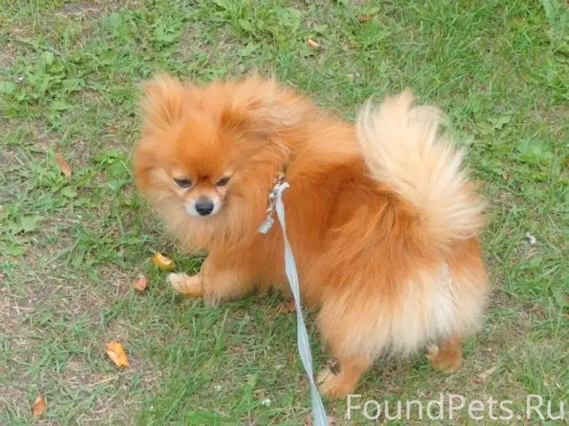 В с. Курьи потерялась собака, кто...