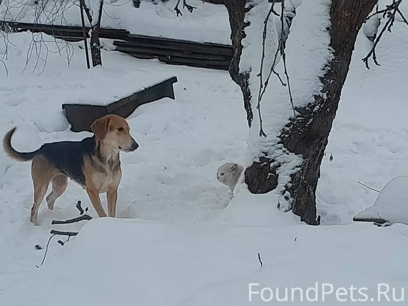 Потерялась собака , ул. 1-ая, Пески...
