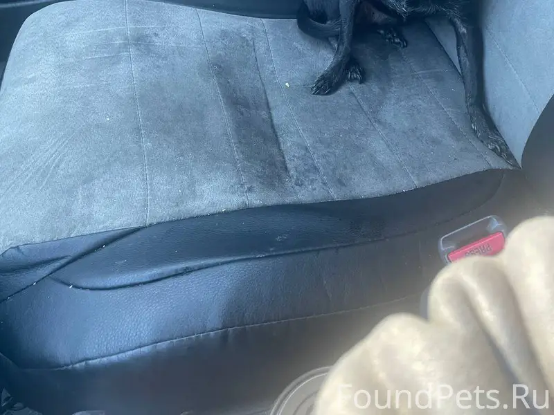 ‼️Найдена собака в Новой Усмани.
Помогаю...