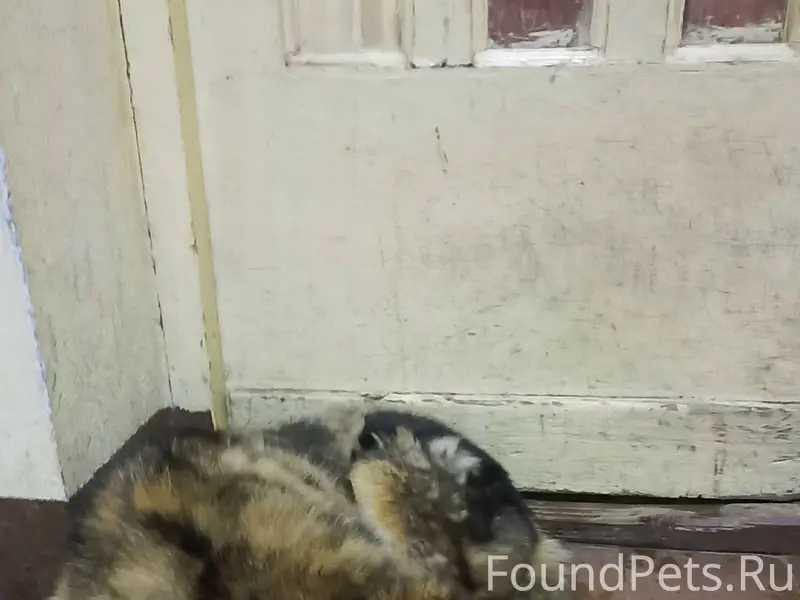 Найден кобель у дома по улице...