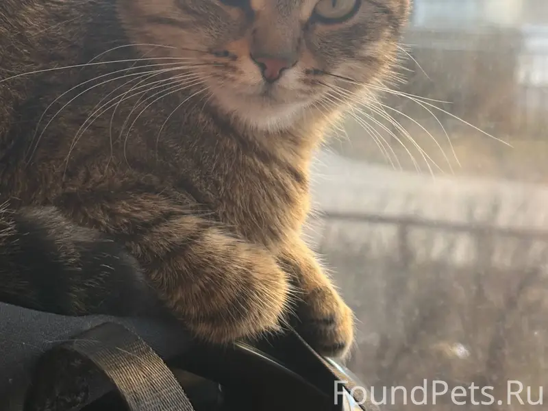 Добрый день! У нас пропала кошка...