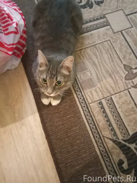 Вчера вечером пропал кот в рай...