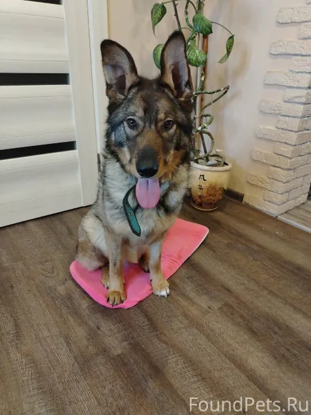 🐾 ДЕЙЯ ЖДЁТ ТЕБЯ… 🐾 Она...