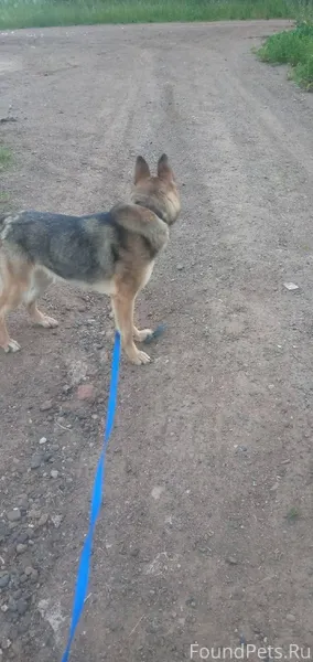 Потерялась собака,в районе гор...