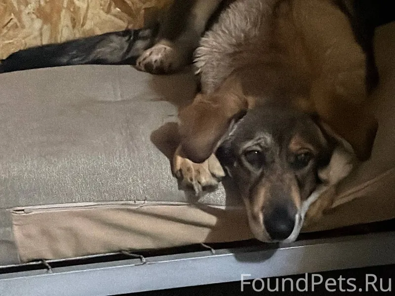 Пропала собака ‼️‼️‼️ кабель(щ...