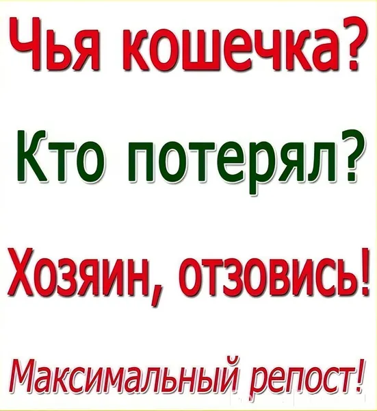 ❗Найдена кошка❗ Ищем хозяев❗ Н...