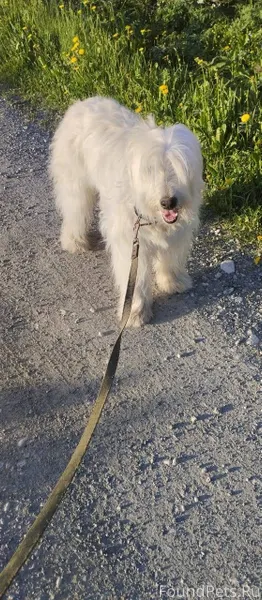 Пропала собака Южно-Русская ов...