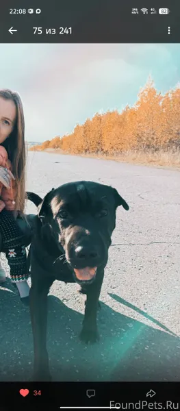 Срочно Пропал пес, убежал во в...