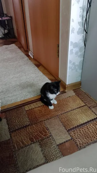 В районе 35го найден котёнок, ...