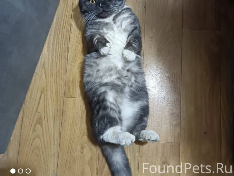 Пропал кот (Лорд) , нашедшего ...