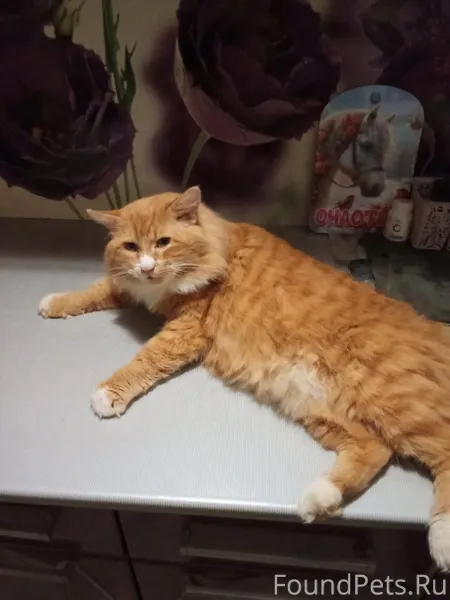 Здравствуйте, пропал кот отзыв...