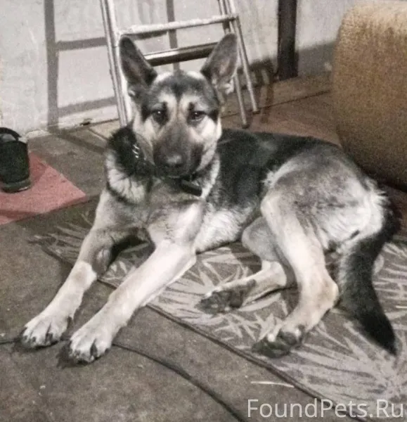 Потерялась собака на восточном...
