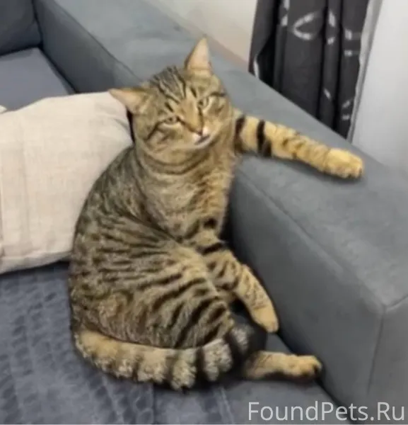 Пропал кот!!!!!!!! Место пропа...