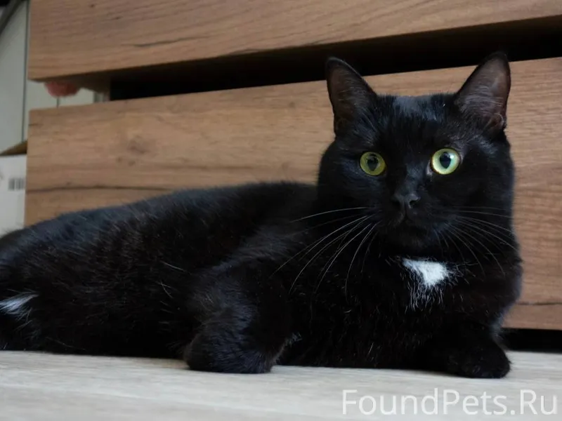 Великие Луки! ПРОПАЛА КОШКА! В...