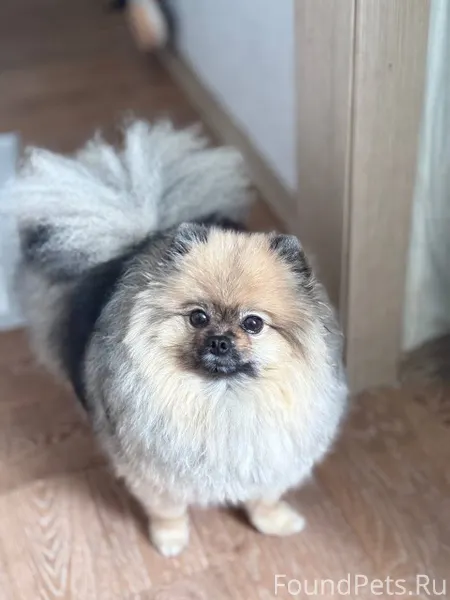 Пропала собака шпиц, откликает...