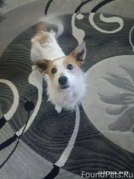 🆘🆘🆘Найдена собака🆘🆘🆘 На остано...