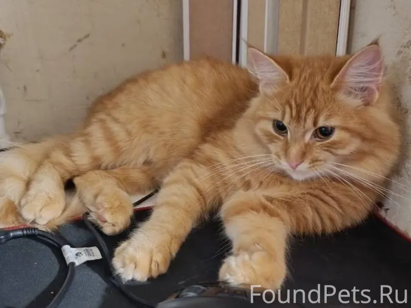 Пропал кот в районе второй Пож...