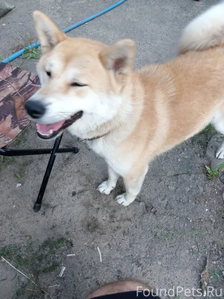 Пропала собака район 13 школы,...