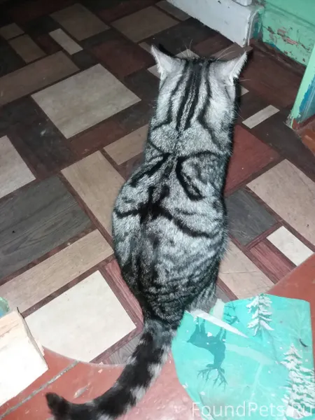 Пропал кот ещё в декабре серый...