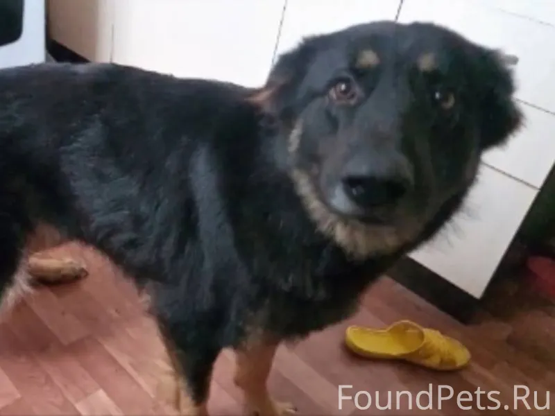 🐕 ПРОПАЛА ОВЧАРКА! 🐕 В ночь...