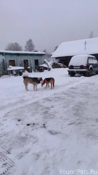 Пропали собаки. Сука РГ и кобе...
