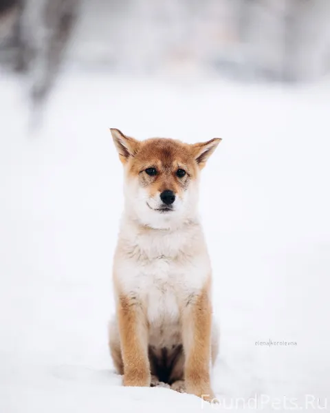 Ищет дом щенок лайки. Найдена ...