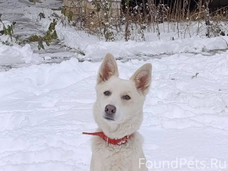 ‼️‼️‼️‼️‼️ Пропала наша собака...