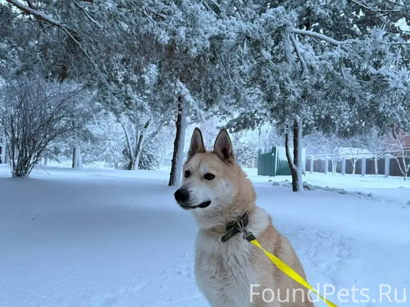 Убежала собака лайка , кличка ...