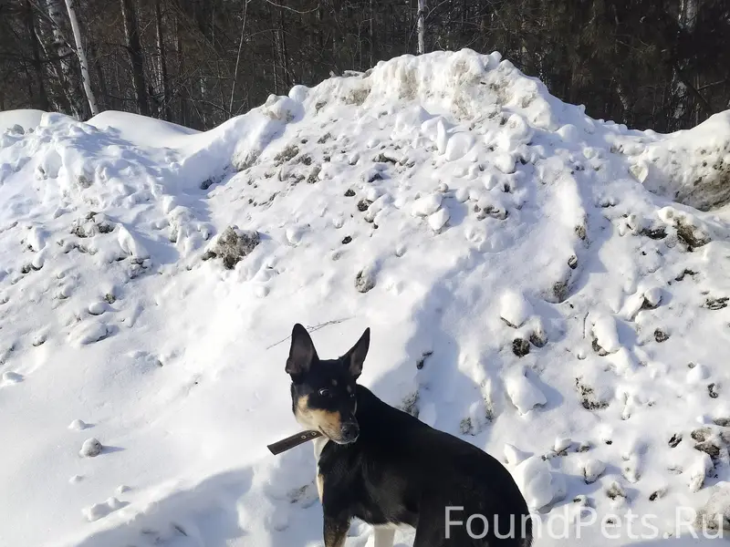 Замечена собака Челябинский тракт