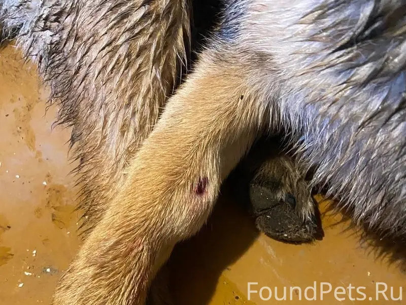 Вчера нашла изувеченную собаку...