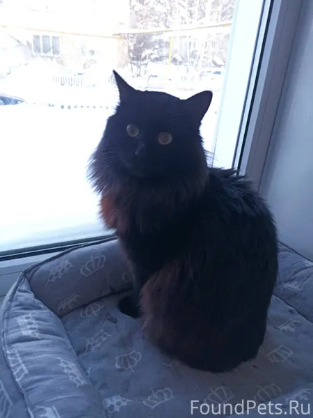 Здравствуйте! Пропал кот в рай...