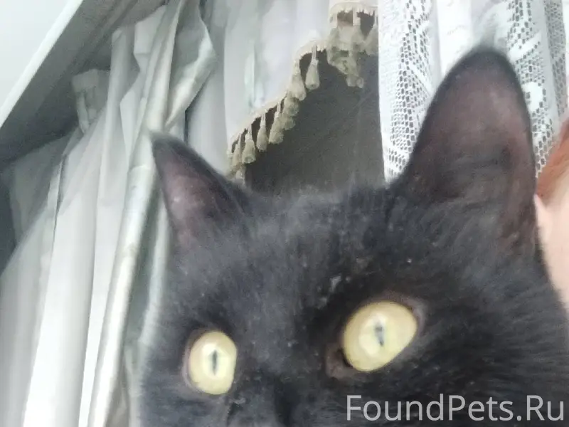 Найден ,кот кастрированный, ух...