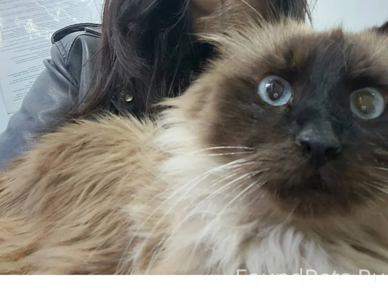 Пропал кот, откликается на кли...