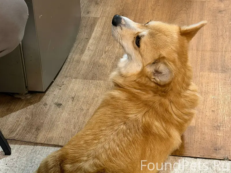 Здравствуйте, на улице максюши...