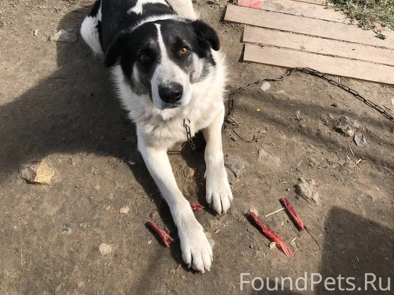 Пенза‼️Пропал пёс по кличке Су...