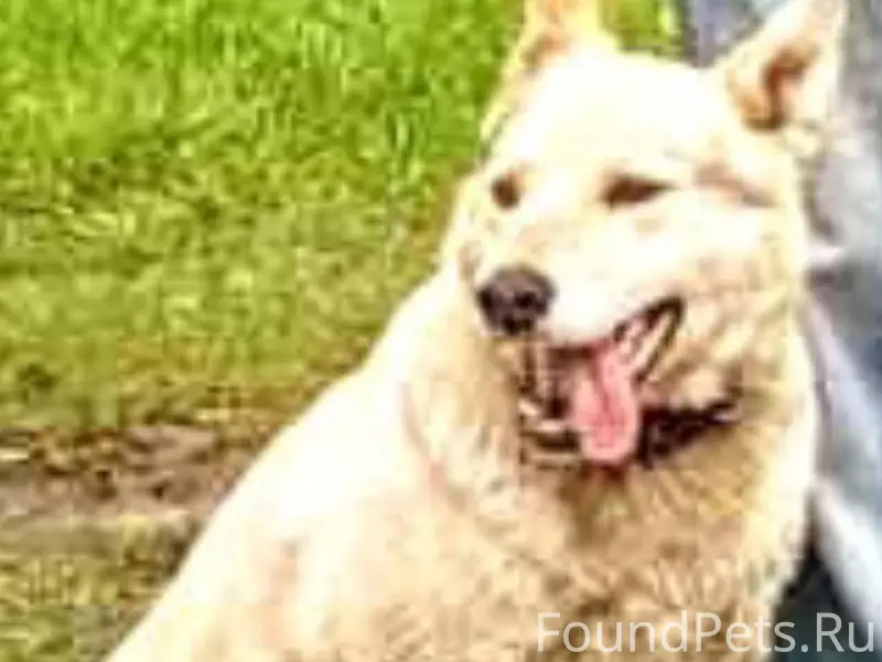 Пропала собака зовут Дина помо...