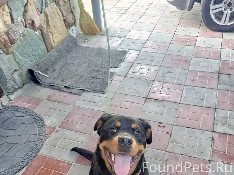 Найдена собака ротвейлер молод...