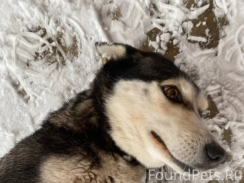 Найдена собака, девочка, друже...