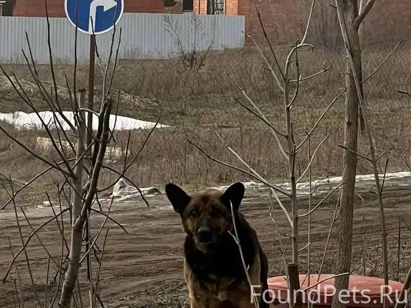 🆘🆘🆘Найдена собака овчарка с ош...