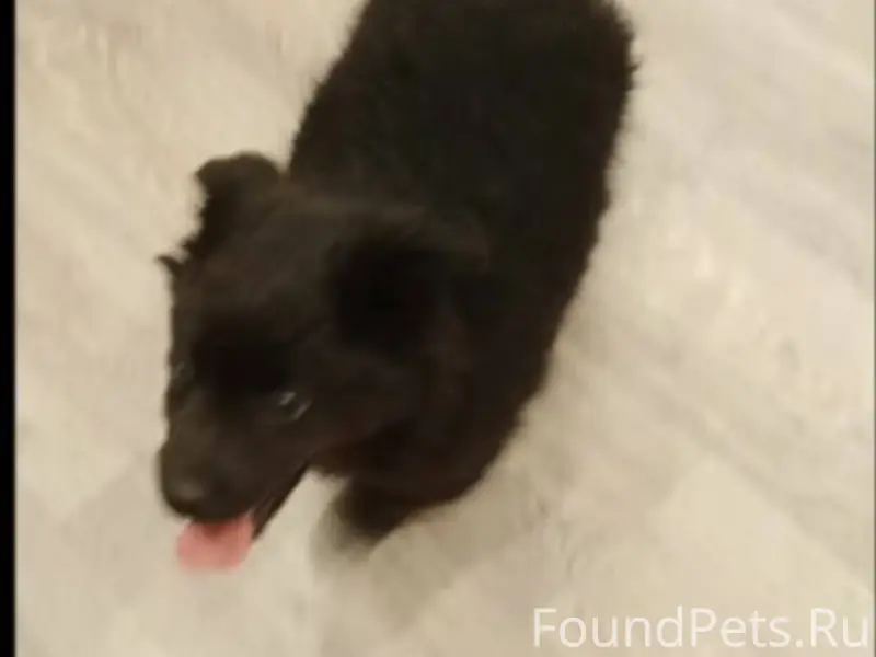 Потерялся щенок зовут Уголёк.М...