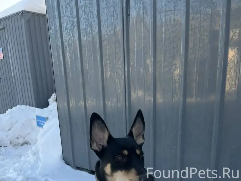 Найдена собака, кобель, окрас ...