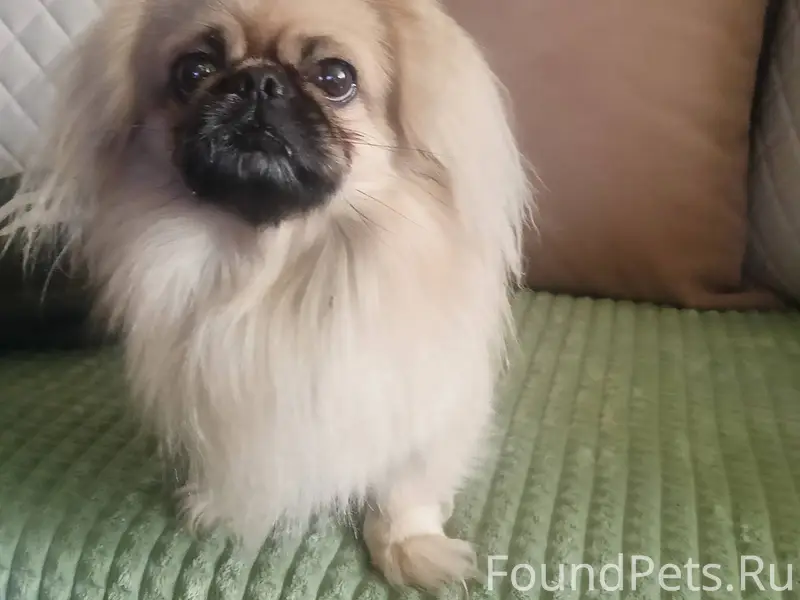 Найдена собака в районе Шанхая