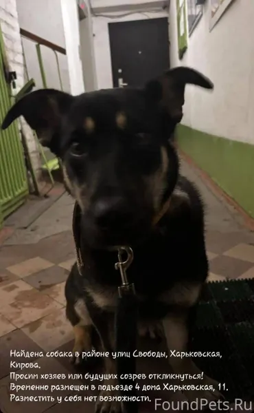 Найдена собака в районе 4-11.....
