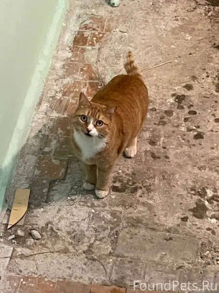 Никто не потерял? Ленина, 66, ...