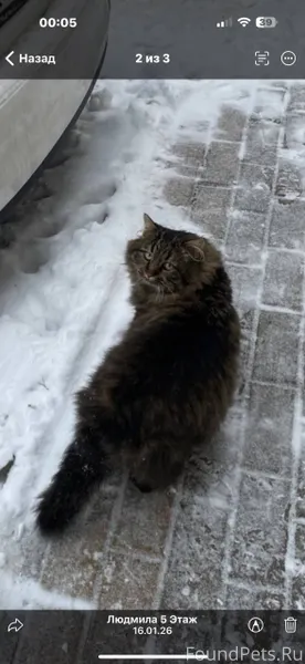 Кот найден на Крейде, погибал ...