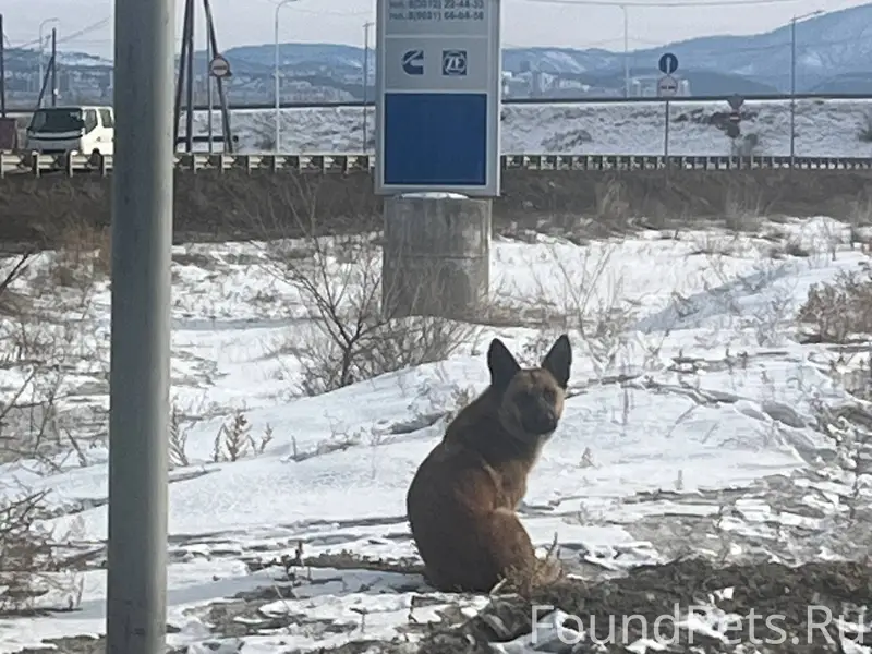 Эта собака уже пару дней находится...