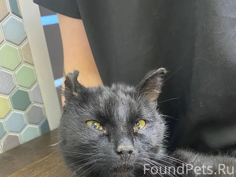 🥶🍀У этого кота не иначе как...