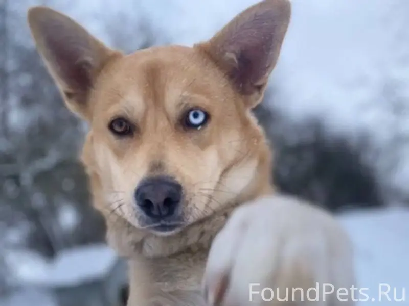 Пропала собака по кличке Амир в...