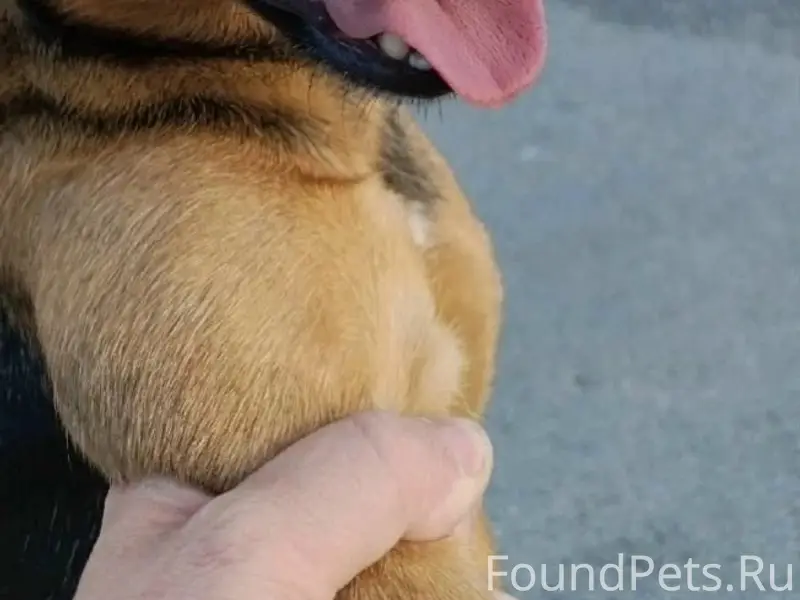 Потерялась собака на улице Емлина (живёт...